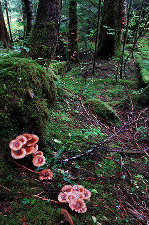 D70_076322004-10-09_01