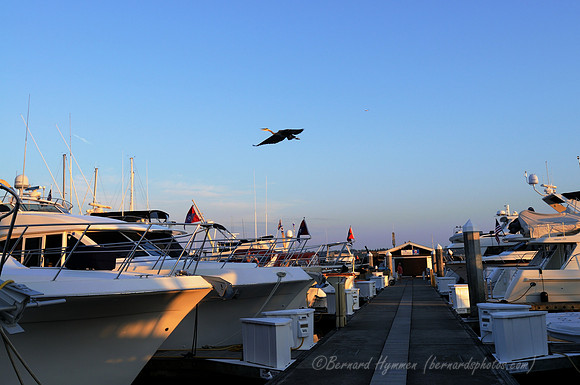 D300_72464