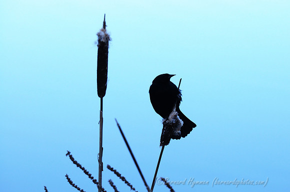 D300_83189