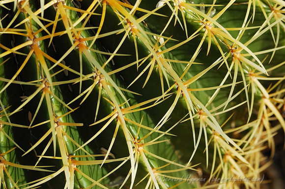 D70_27418