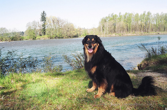 2004-04-10_Dogs_4