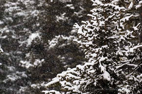 D70_21195