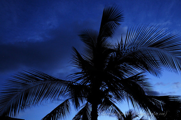 D300_124971