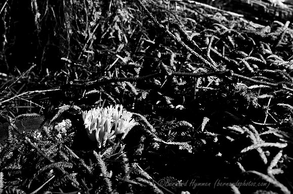D300_57125