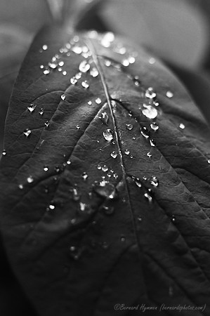 D300_62420