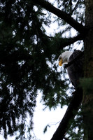Christmas Eagles