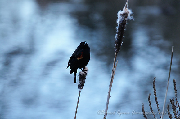 D300_83178