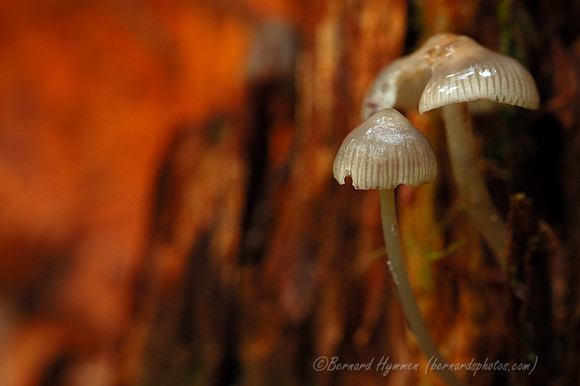 Mushrooms1-(D70_12310)