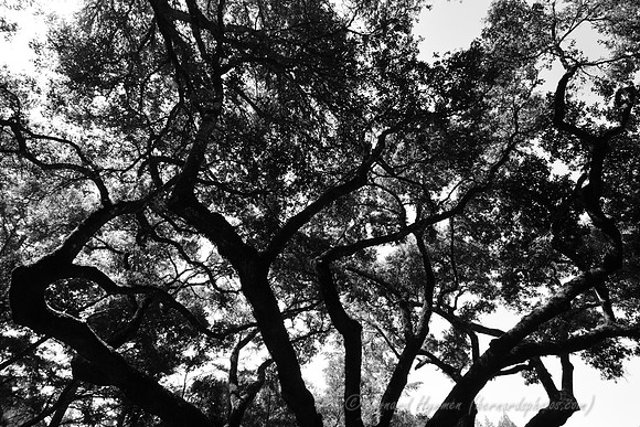 D300_32051