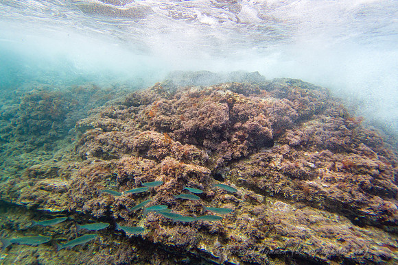 SL3_187801