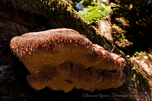 D70_23170