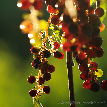 D300_56520